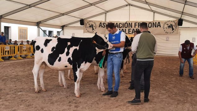 Los ganaderos de Baleares son los que menos cobran de toda España por el litro de leche: 0,5 euros
