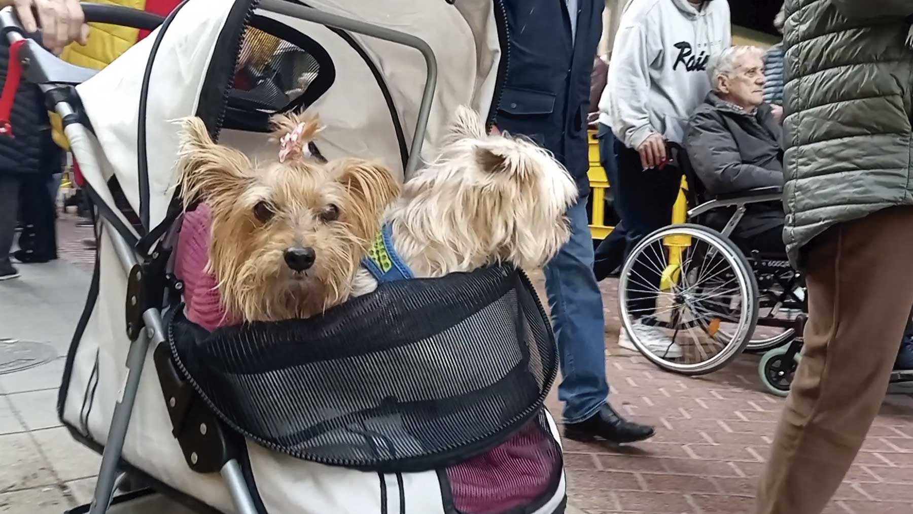 Mascotas y animales cumplen con la tradición en las ‘beneïdes’ de Sant Antoni en Palma. EUROPA PRESS