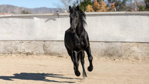Un hombre muere al recibir una coz de un caballo en Belalcázar (Córdoba)