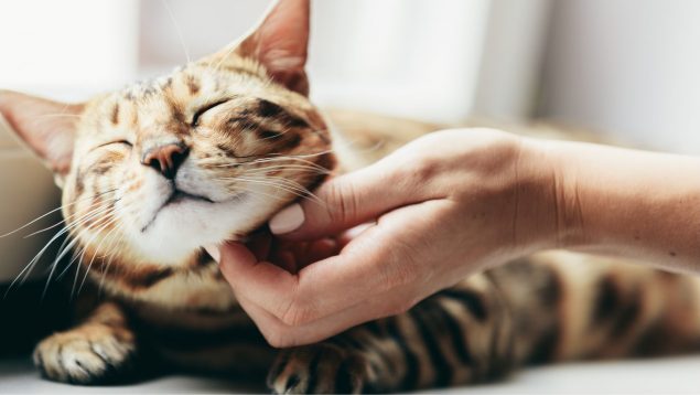 Estas 5 cosas hacen extremadamente feliz a tu gato