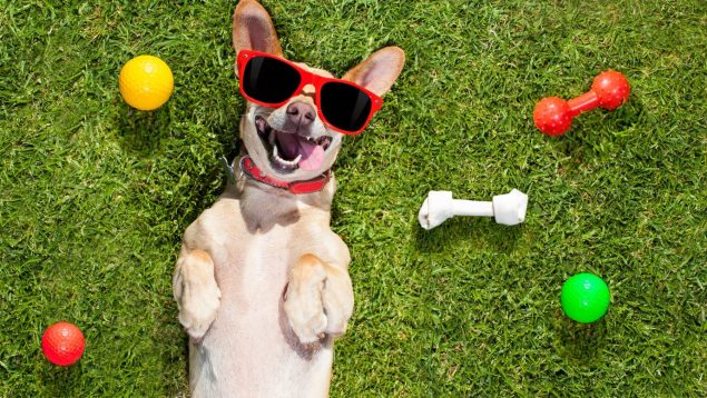 Son las 5 cosas que más feliz hacen a tu perro: algunas no las imaginabas