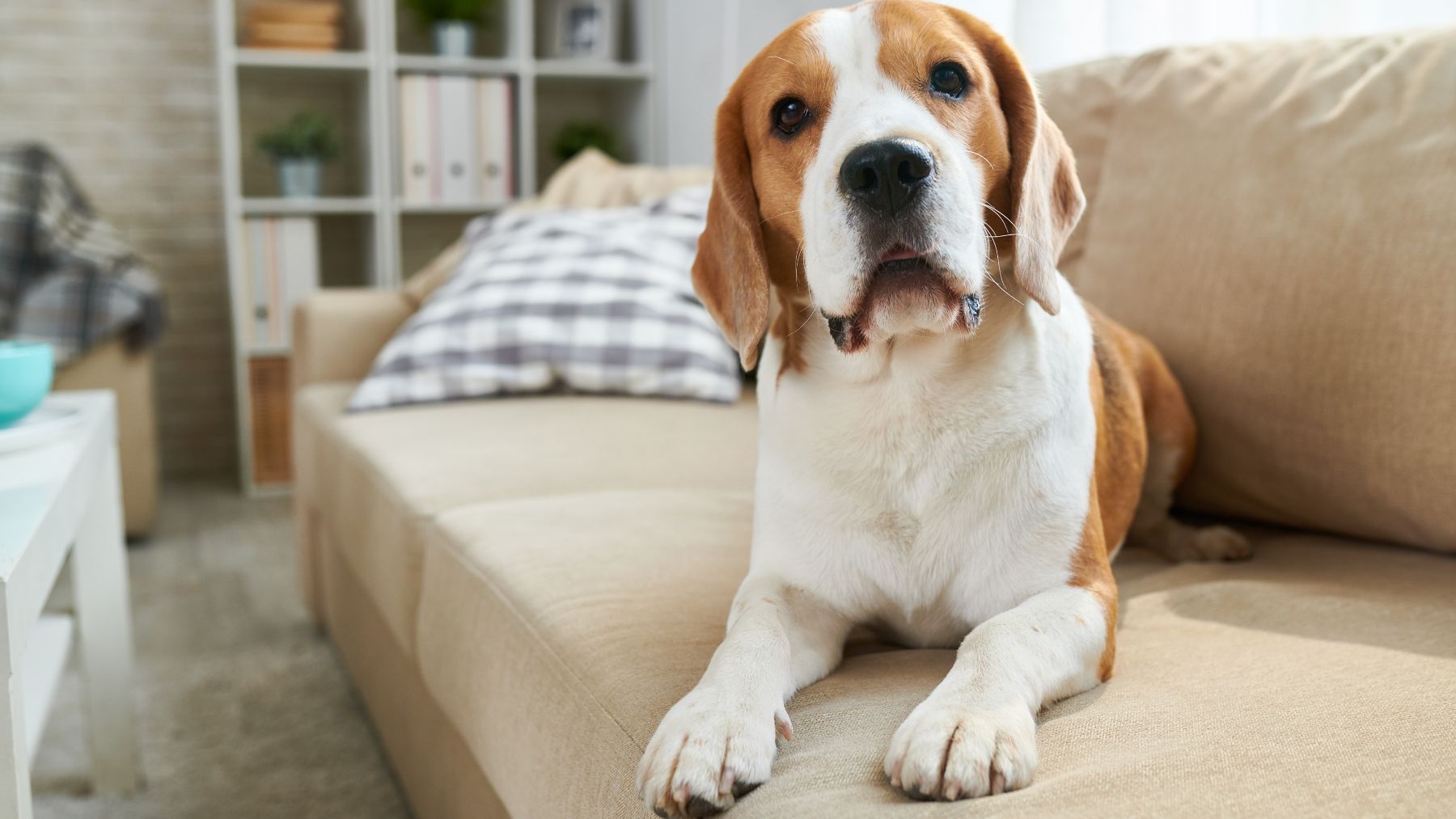 La ciencia habla sobre los beneficios de convivir con un perro: es el empujón que necesitabas