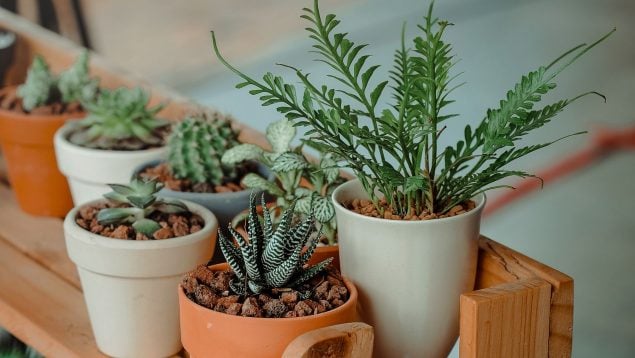 Estos son los mejores remedios naturales para deshacerte del pulgón de tus plantes para siempre