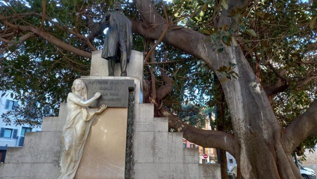 Ficus Plaza del Mercado