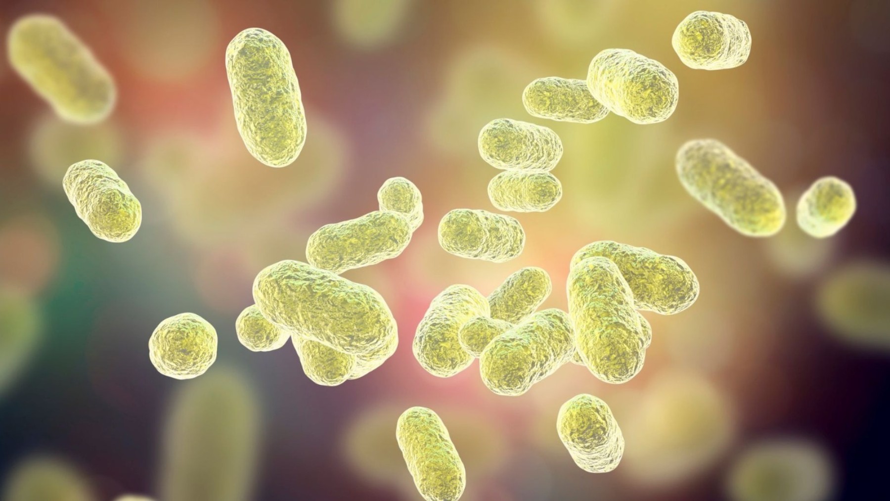 Un estudio científico avanza en los mecanismos por los que la microbiota influye en la inteligencia.
