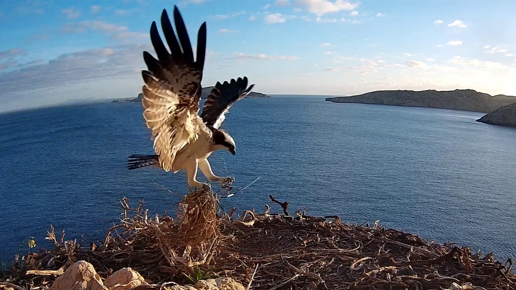 SEO/BirdLife ha colocado una cámara para ver en directo el día a día del águila pescadora