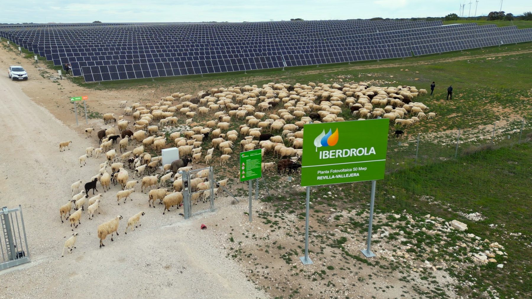 Distintas acciones de la compañía van encaminadas a una mejora de la biodiversidad, como la combinación de las plantas fotovoltaicas con el pastoreo