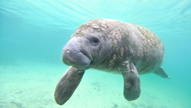 Este fenómeno intriga a los científicos: miles de ejemplares de esta especie se reúnen cada año en el mismo sitio