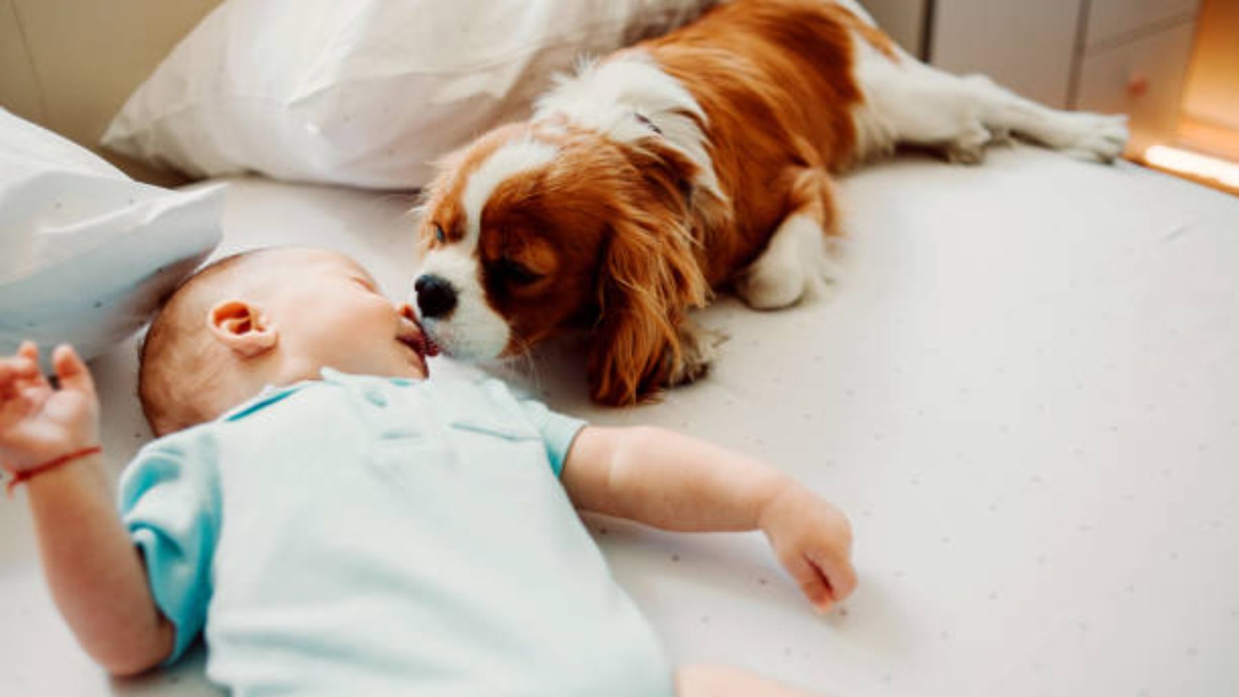 Qué hacer cuando el perro besa al bebé