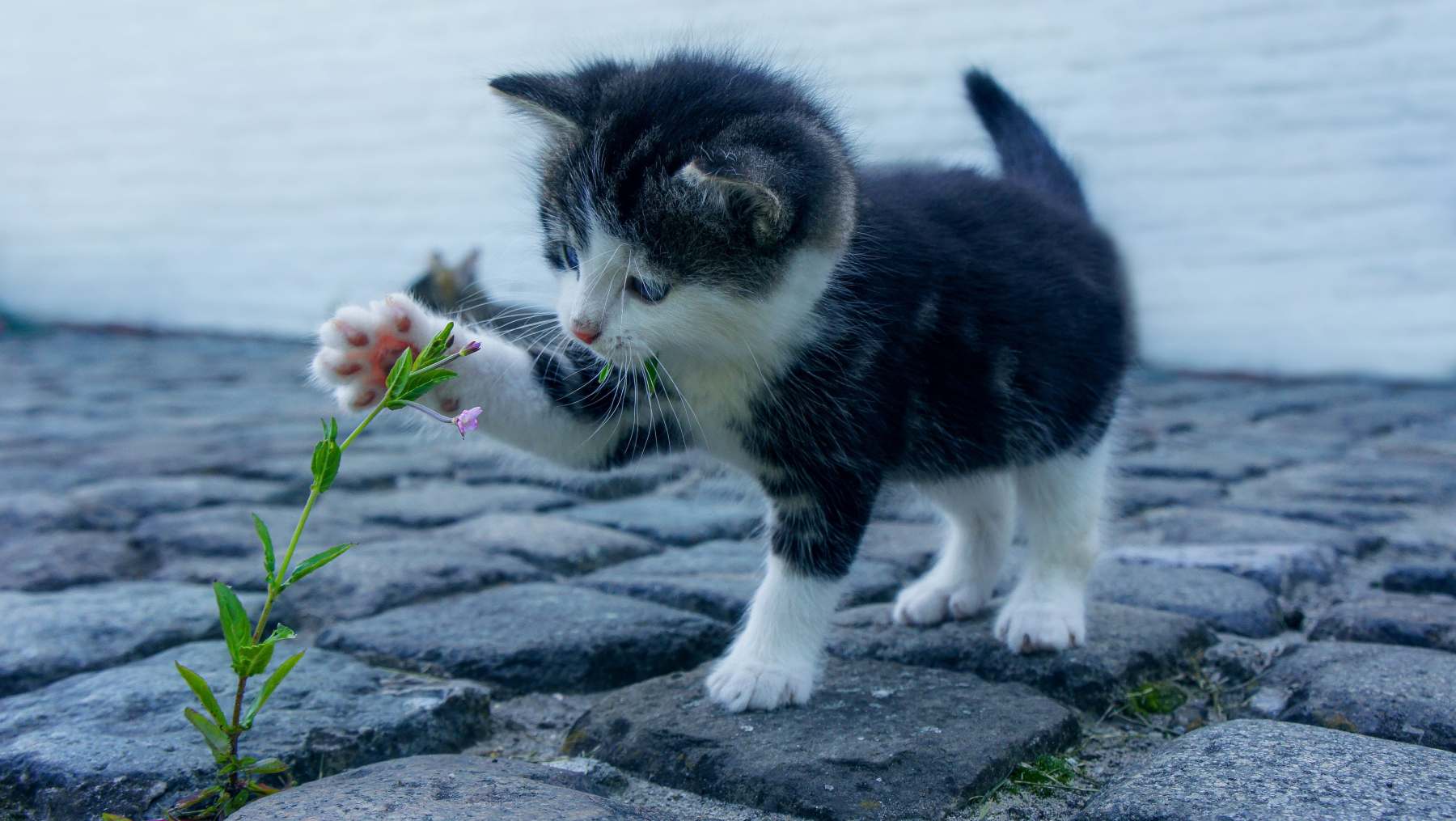 Obsesión de los científicos por los gatos