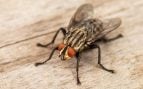 Los expertos aclaran lo que hay que hacer si una mosca se posa sobre tu comida