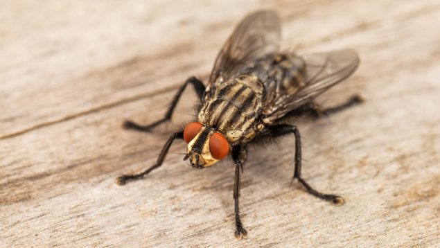 Los expertos aclaran lo que hay que hacer si una mosca se posa sobre tu comida