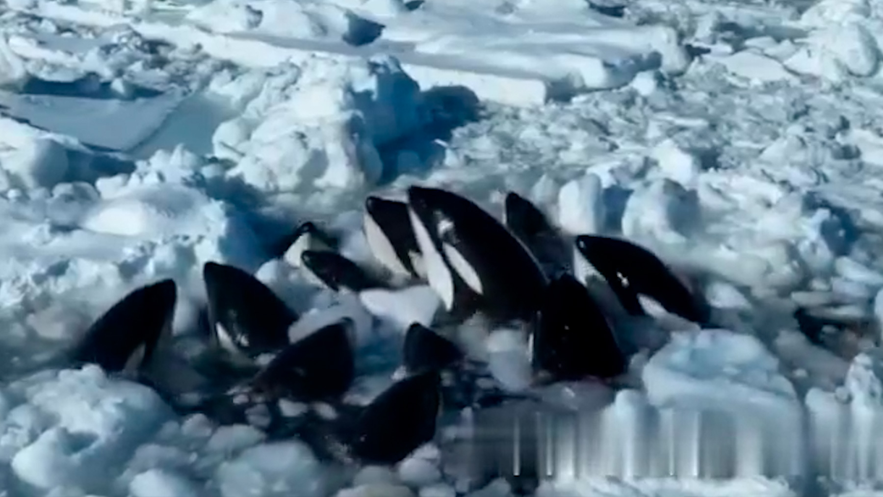 Grupo de orcas atrapadas en el hielo.