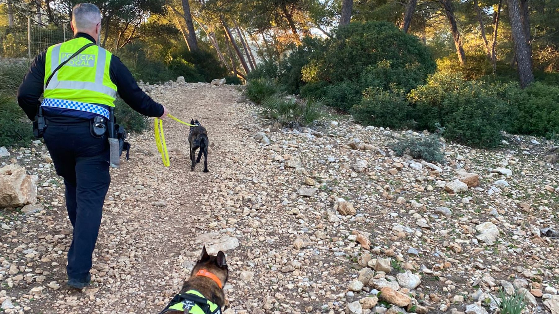 La Policía Local de Alcúdia ha participado en la búsqueda del menor con perros especializado en la localización de personas.