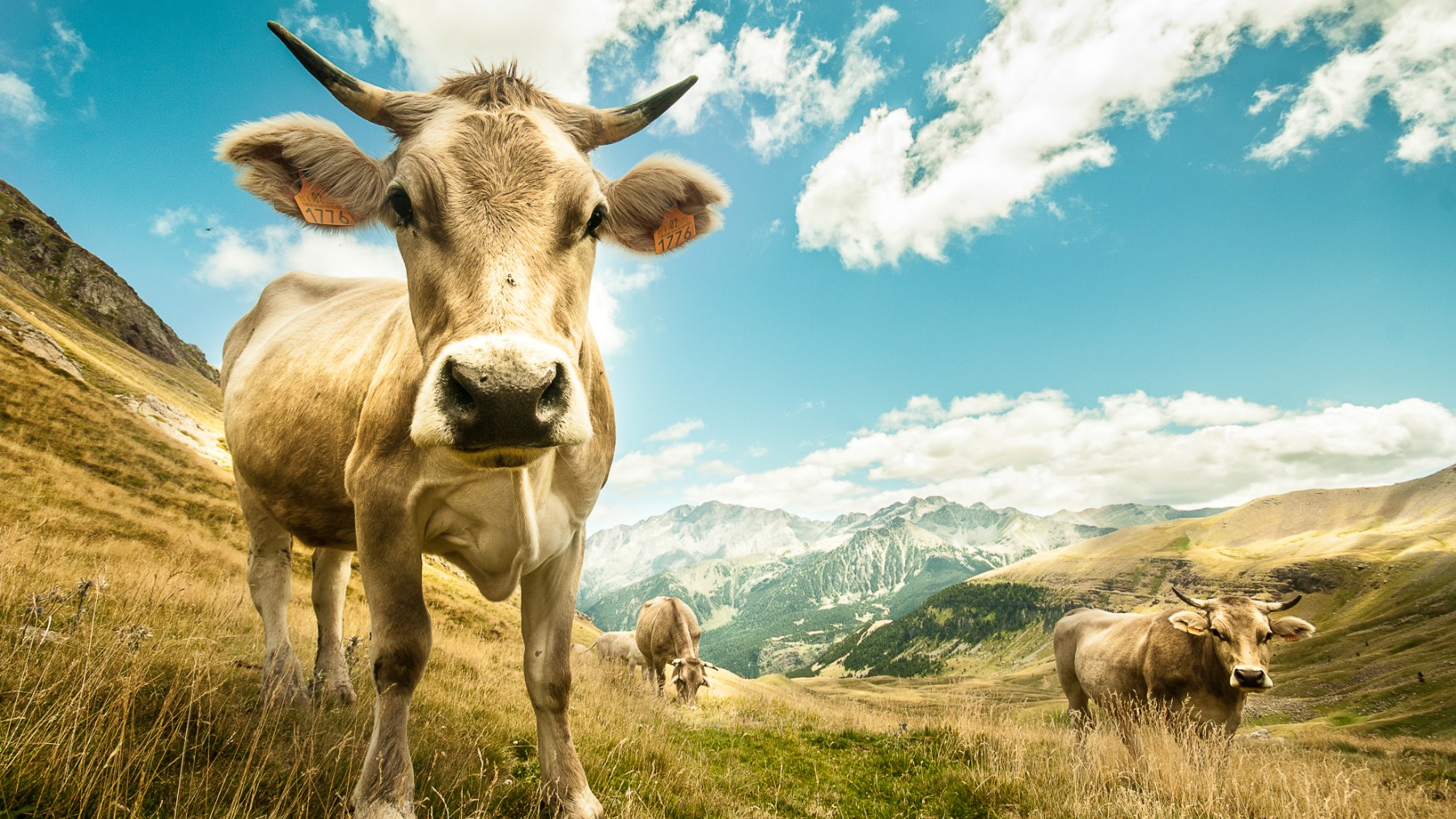 El estudio, publicado en la revista internacional Animal, arroja luz sobre el impacto medioambiental de la ganadería de vacuno de carne en España