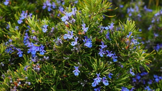 La planta aromática que tiene en casa o el jardín y que científicos de Harvard recomiendan para la memoria