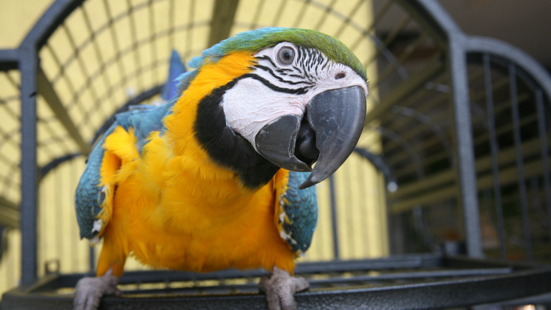 El estudio señala que la red social más utilizada para la venta de aves es Facebook