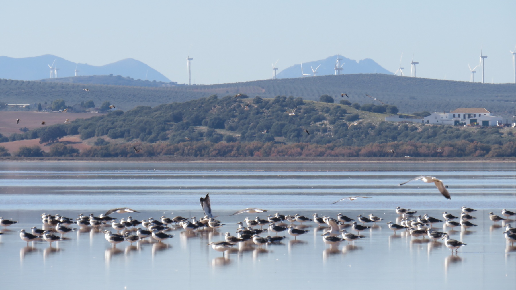 Gaviotas en el Parque Nacional de Doñana (Foto: Víctor Martín Vélez / CSIC)