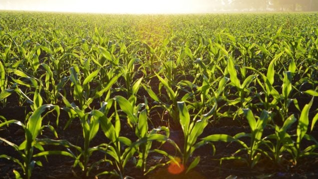 Adiós a los pesticidas: este láser acaba con las plagas y respeta el medioambiente