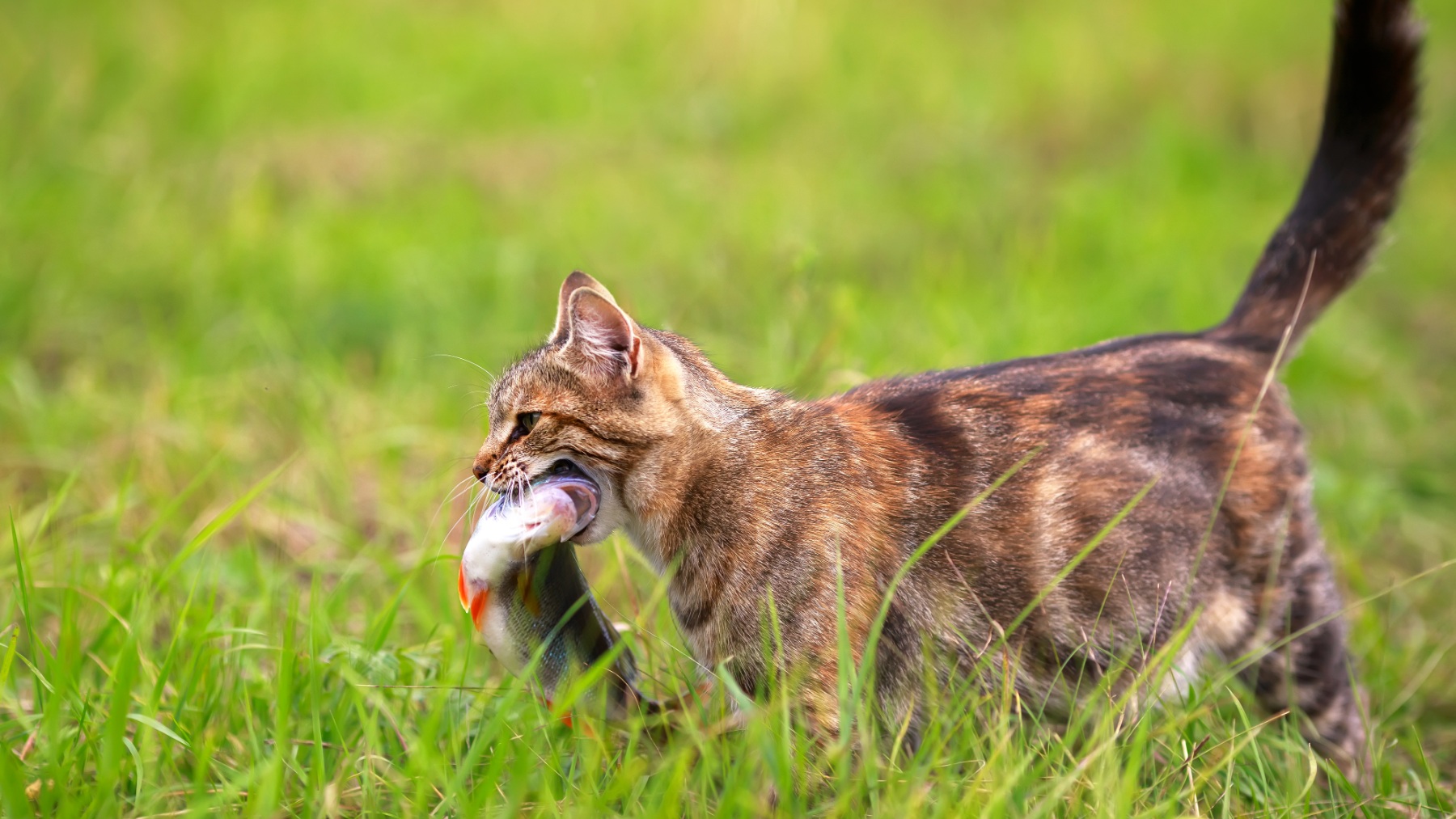 Numerosos estudios de distintos países demuestran la problemática de los gatos domésticos en el medio natural
