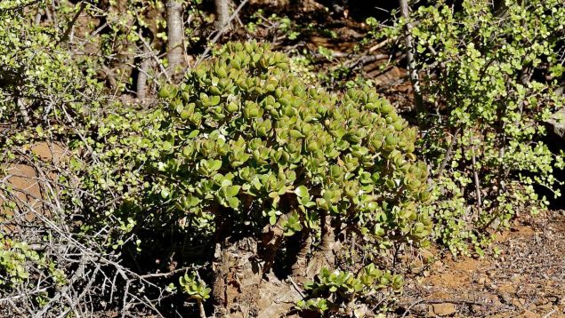 El ingrediente secreto para que tu árbol de jade crezca más rápido