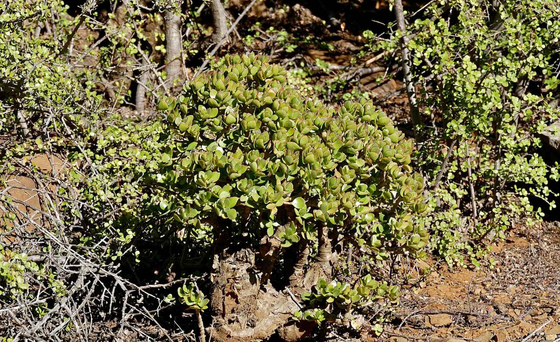 arbol de jade