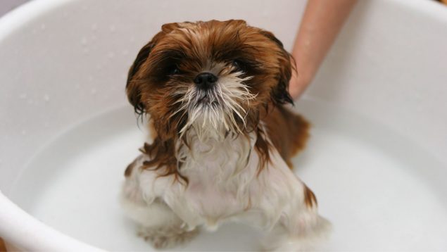 Esta es la razón por la que tu perro se vuelve loco después del baño