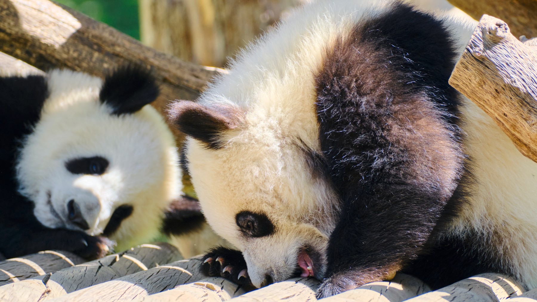 Los osos panda estarán en Madrid hasta el 28 de febrero