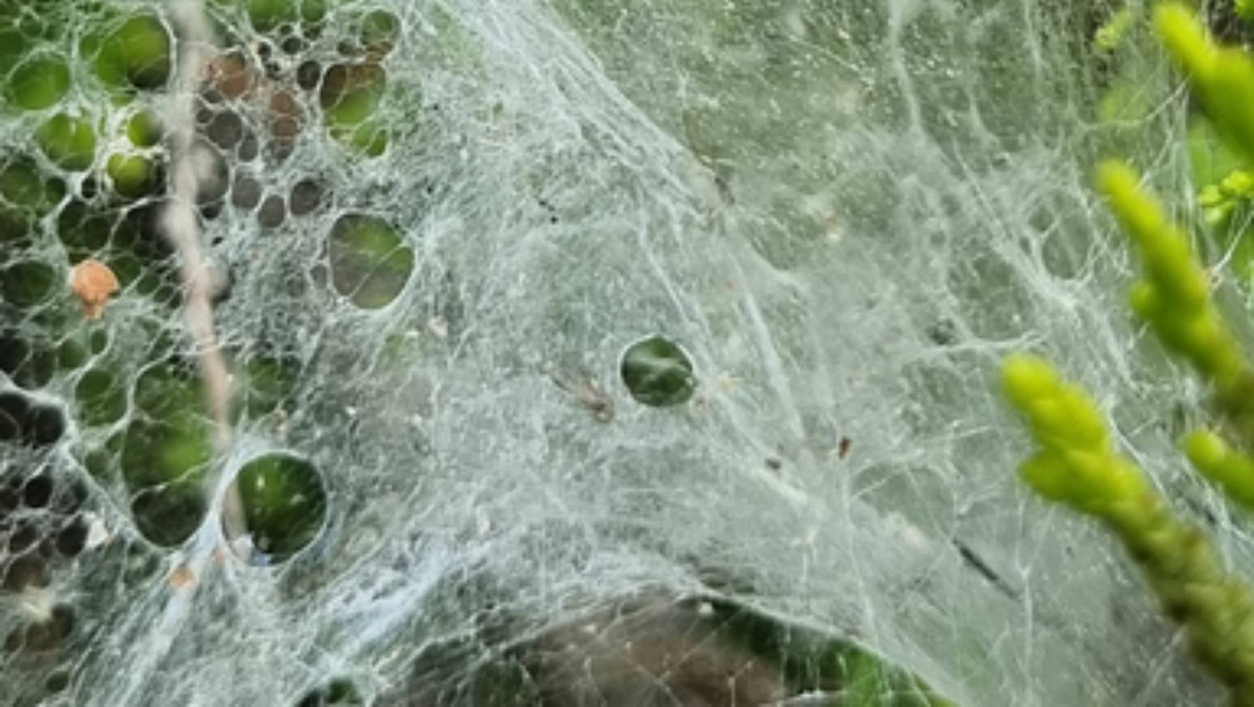 Crean gusanos mutantes que producen seda de araña