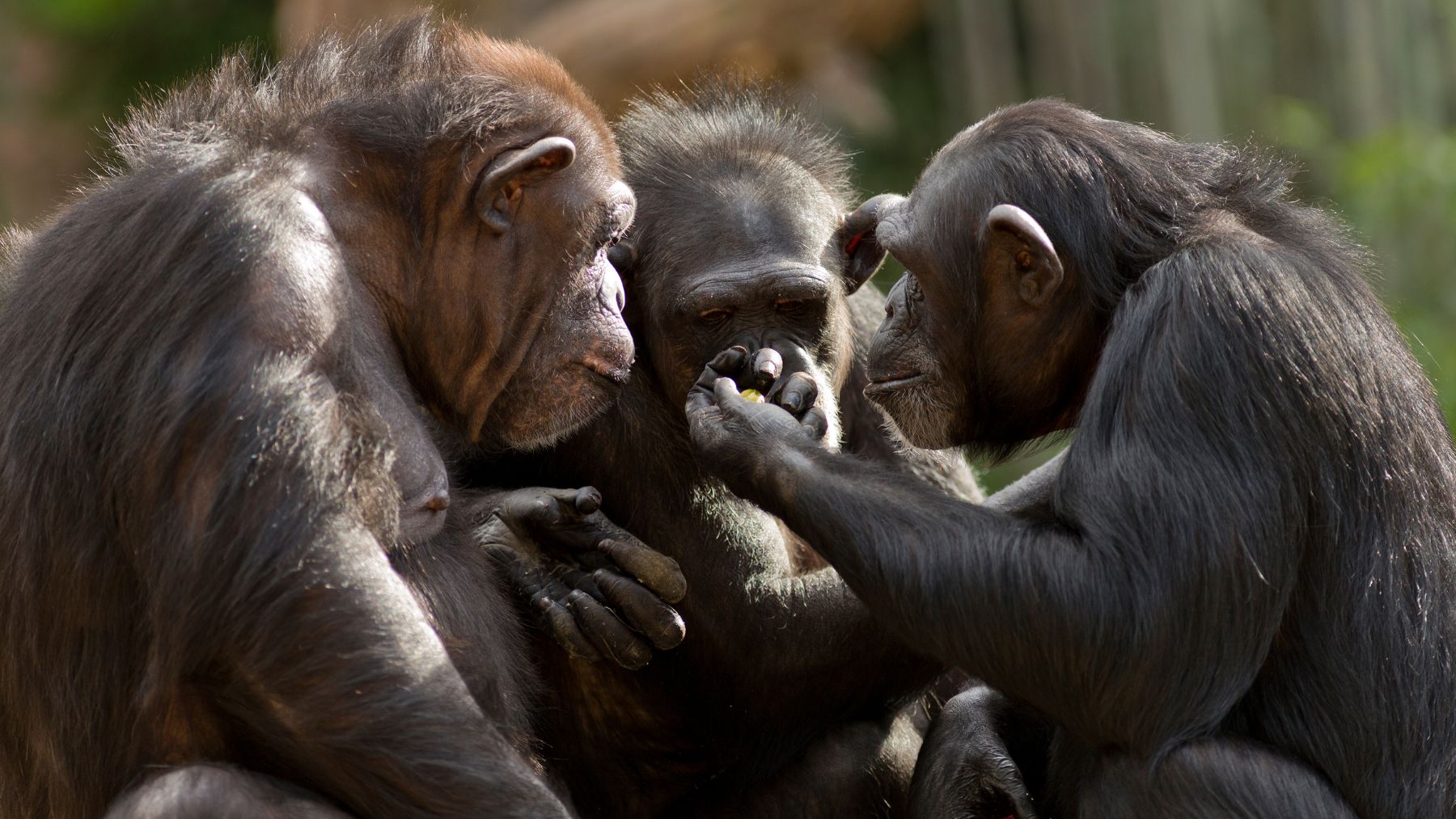 Varios chimpancés se relacionan.