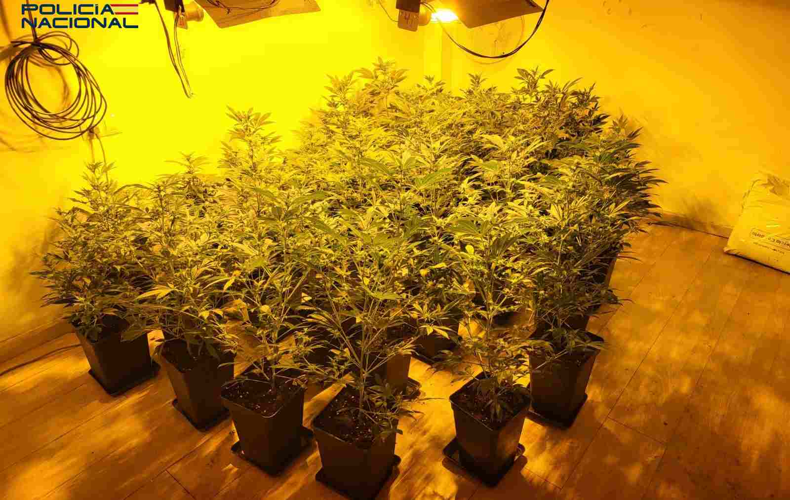 Plantación de marihuana desmantelada en una vivienda de Son Ferriol. POLICÍA NACIONAL