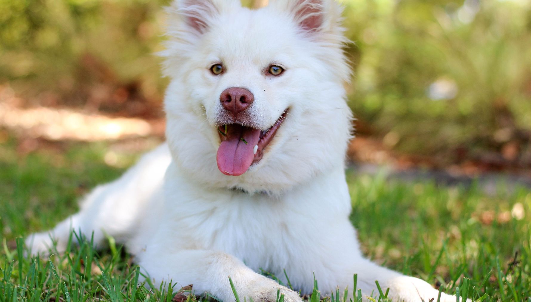 Seis alojamientos ideales para una escapada en los que aceptan mascotas