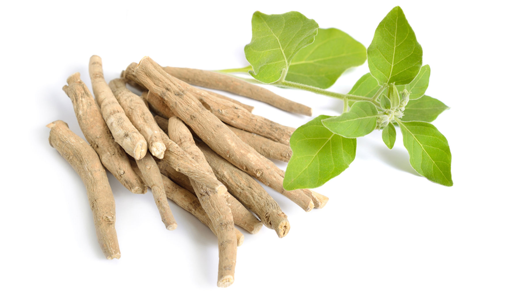 La Ashwagandha es una hierba adaptógena utilizada en la medicina ayurvédica durante siglos.