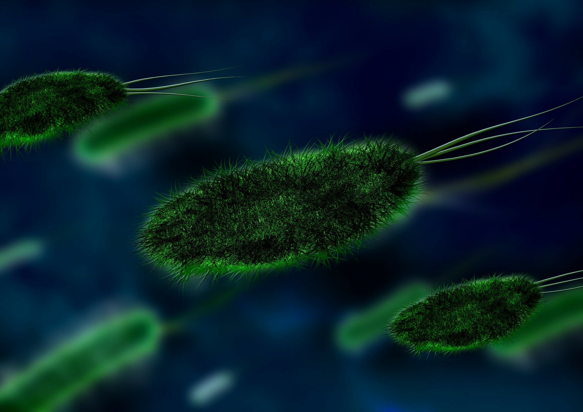 bacterias2