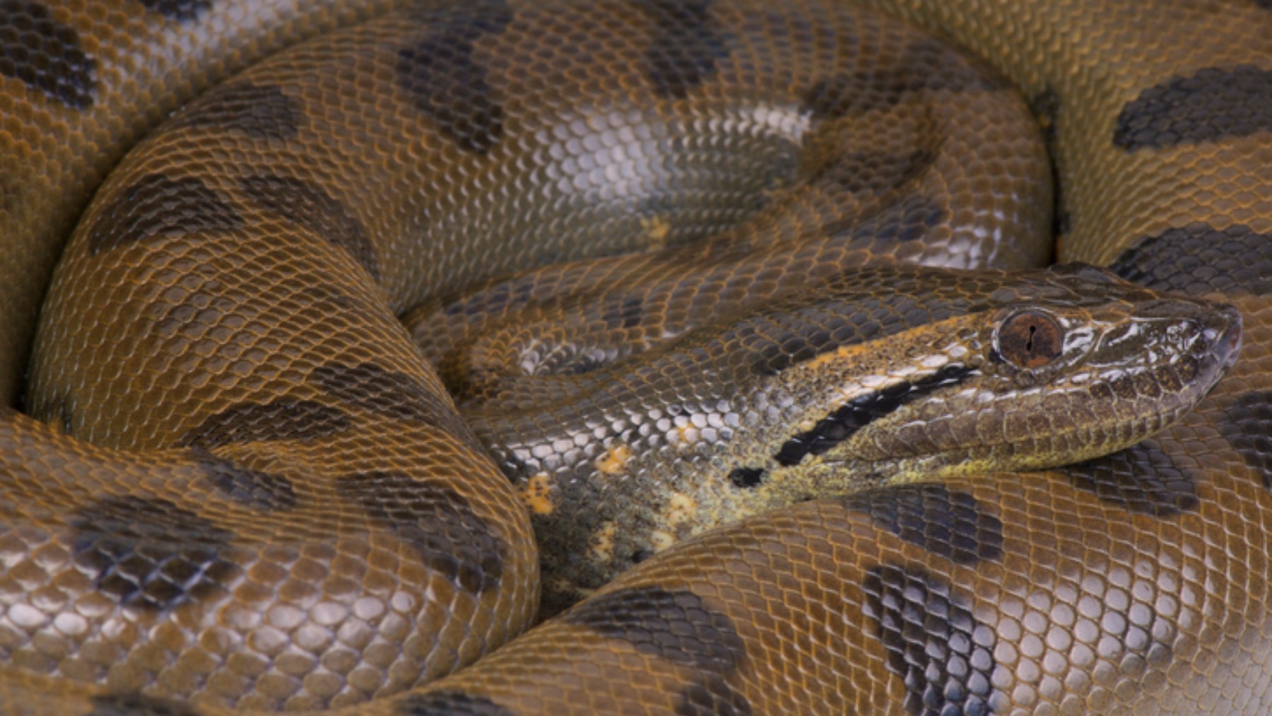 Serpiente anaconda. (Fuente: iStock)