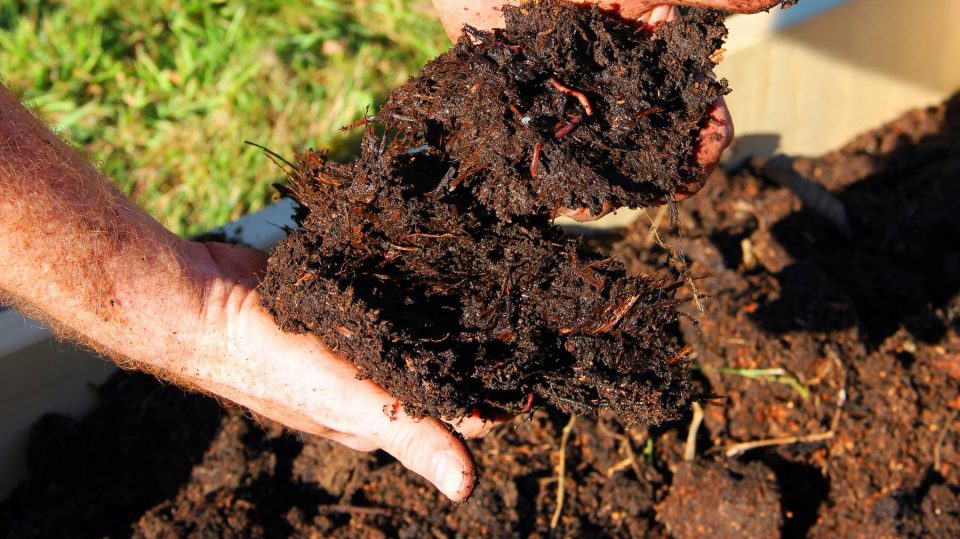 Discovering new types of worms to protect crops without pesticides