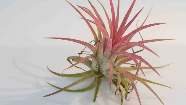 Los mejores cuidados de la planta tillandsia