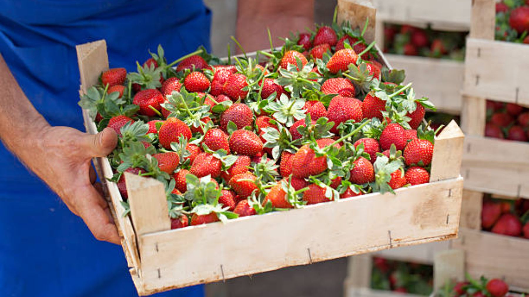 Descubre de dónde son las mejores fresas