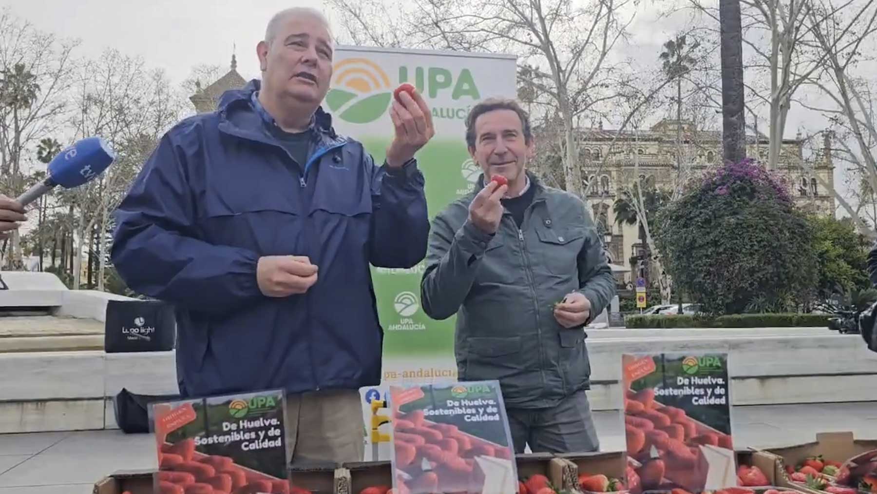 Agricultores andaluces reparten fresas de Huelva en Sevilla.