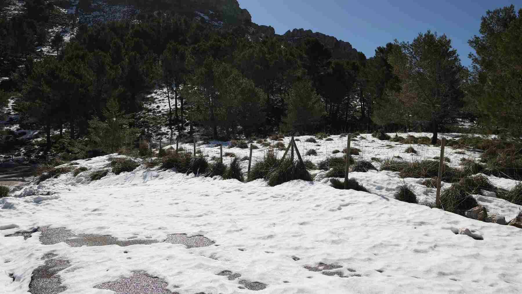 Nieve en la Serra de Tramuntana, a 10 de marzo de 2023. ISAAC BUJ-EUROPA PRESS