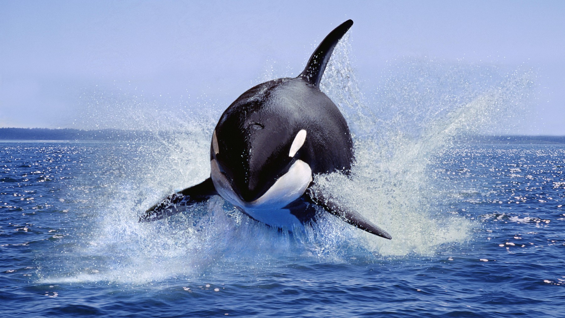 La orca ibérica, una especie muy amenazada, que cuenta con una población de entre 35 y 40 ejemplares