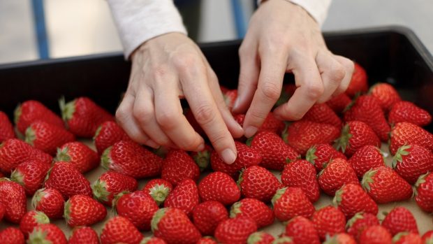 fresas, marruecos, fruta