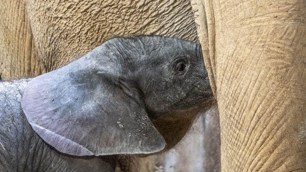 Cria-de-elefante-recien-nacida-mamando-en-BIOPARC-Valencia (1)