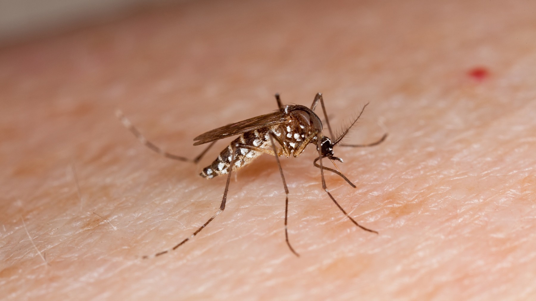 Mosquito tigre, vector del dengue. (Foto: Ep)