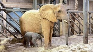 nacimiento elefante bioparc
