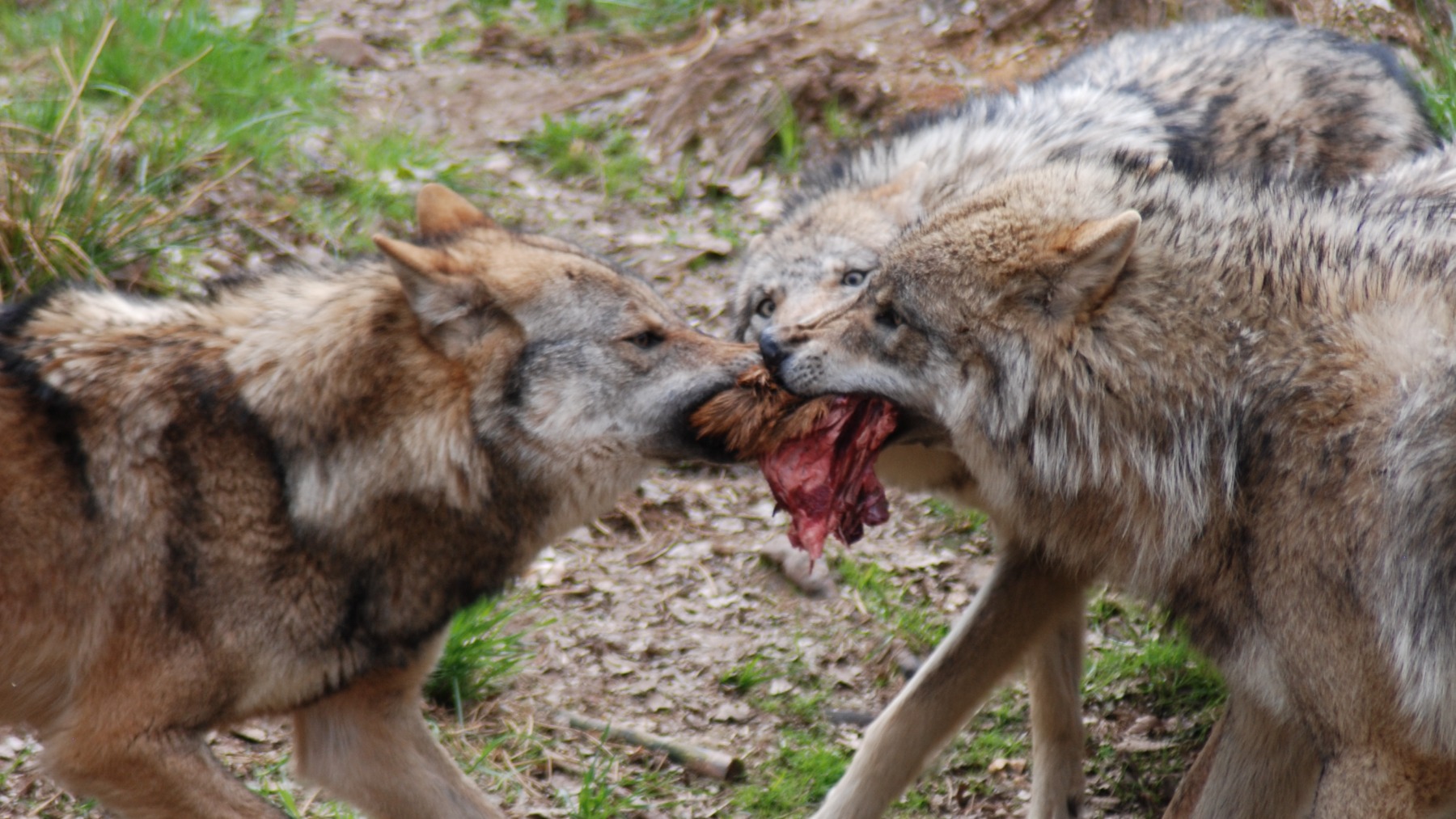 La investigación demuestra qué alimentación siguen los lobos ibéricos en la sierra madrileña