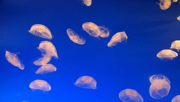 Bioluminiscente