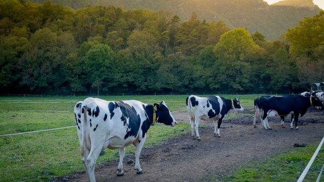 La Fageda apuesta por trasladar su «extraordinaria diferencia» al canal Horeca a nivel español