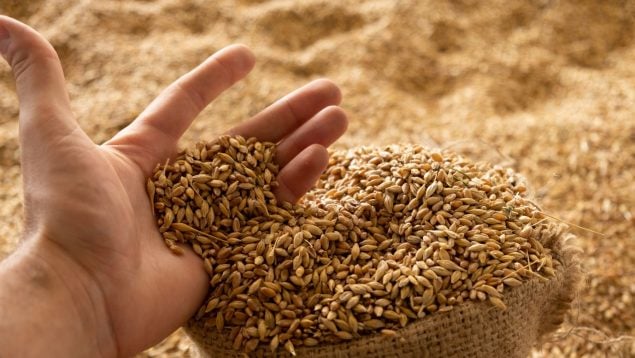 fraude de las semillas, precios del cereal, inflacion, agricultores, protestas, importaciones, marruecos
