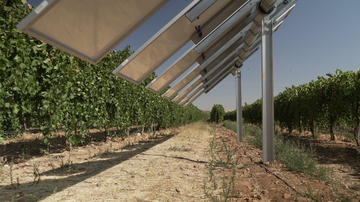 El caso de éxito de agrovoltaica de WineSolar, un proyecto que se está desarrollando por Iberdrola junto a Bodegas González Byass y el Grupo Emperador en Guadamur (Toledo)